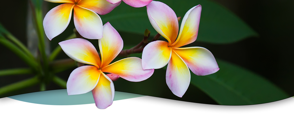 pink and yellow plumeria flowers with green leaf background